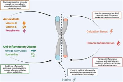 Unlocking longevity: the role of telomeres and its targeting interventions